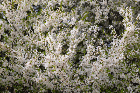 Close view of prunus spinosa flowering branches forming dense white blossom texture. Botanical background, seasonal bloom cycle, natural pattern and ecological vegetation structure