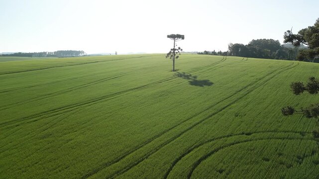 Incr�vel paisagem de campos verdes com lindas arauc�rias e c�u azul.