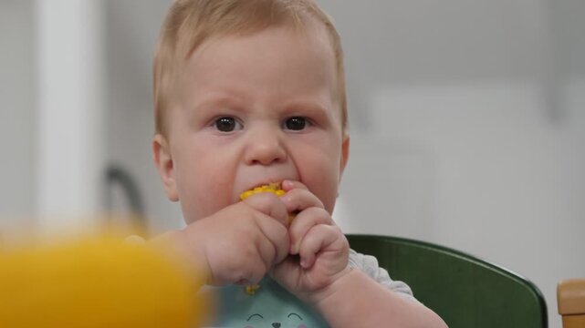 Baby eats corn. Baby with tiny hands sampling corn. Adorable infant exploring corn with curiosity in kitchen. Young child sitting in kitchen holding yellow kernel with inquisitive expression