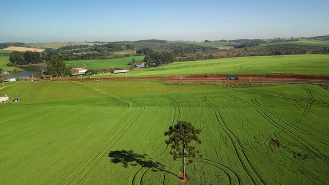 Incr�vel paisagem de campos verdes com lindas arauc�rias e rodovia.