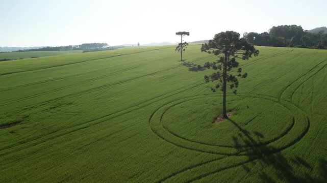 Incr�vel paisagem de campos verdes com lindas arauc�rias e c�u azul.
