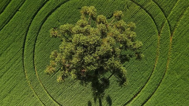Lindo zenital de arauc�ria em meio a campos verdes de aveia. Pinheiro.