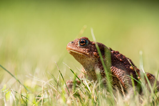 Common toad Bufo bufo closeup portrait in grass.
