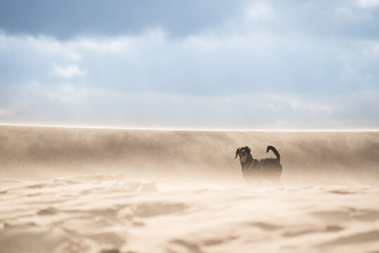 Domestic dog Canis lupus familiaris facing camera in drifting sand on windy coastal dunes landscape.