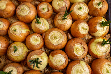 Green onions are growing in a garden. The onions show fresh sprouts and healthy roots in the soil under sunlight