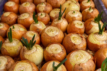 Green onions are growing in a greenhouse setting, showing new shoots and healthy bulbs, showcasing an active gardening process