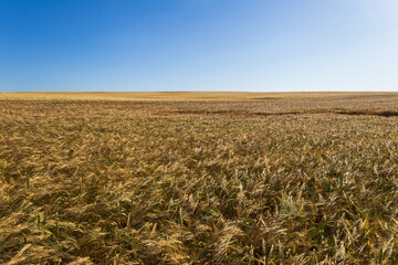 Wheat plants grow tall and golden under the bright sun in a rural area during midday with clear skies all around
