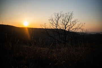 Fototapeta premium Bare tree silhouetted against a golden hour sunset