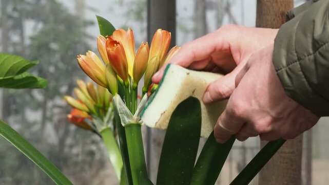 Real Camera Footage: Cleaning Clivia Houseplant Leaves with a Sponge (Non-AI)