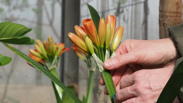 Real Camera Footage: Cleaning Clivia Houseplant Leaves with a Sponge (Non-AI)