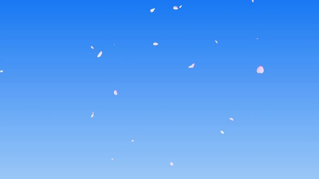 舞い落ちる桜の花びら 4K 青空背景 サクラ