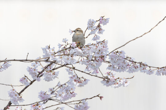 桜の花を咥えるニュウナイスズメ