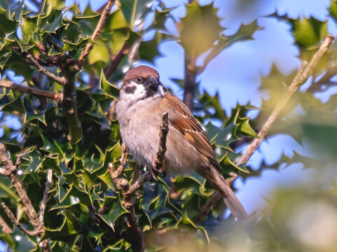 Tree sparrow, Passer montanus, perched in a holly bush