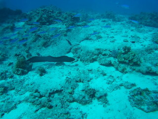 Fototapeta premium Underwater scene featuring a black eel swimming over a coral reef with various fish species visible in the clear blue ocean water. Hurghada, Red sea, Egypt