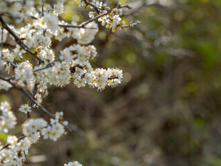 Fototapeta premium White blossoms on branch with soft natural bokeh background