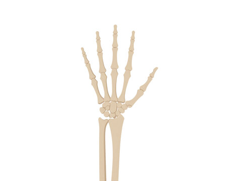 insan el kemikleri iz