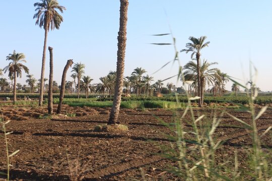 Green beautiful fields under the blue sky in Beni Sweif in Egypt