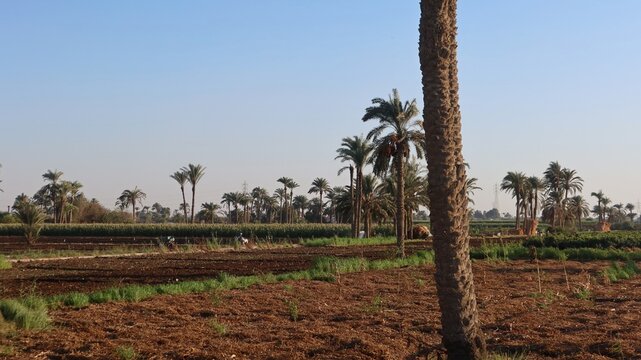 Green beautiful fields under the blue sky in Beni Sweif in Egypt