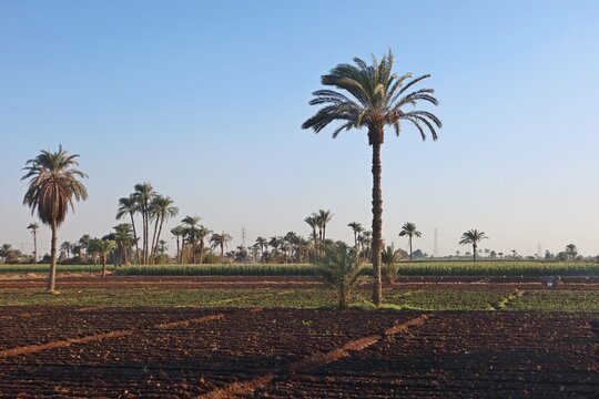 Green beautiful fields under the blue sky in Beni Sweif in Egypt