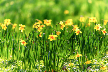 Obraz premium Yellow daffodils 