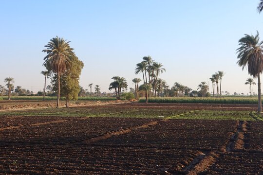 Green beautiful fields under the blue sky in Beni Sweif in Egypt