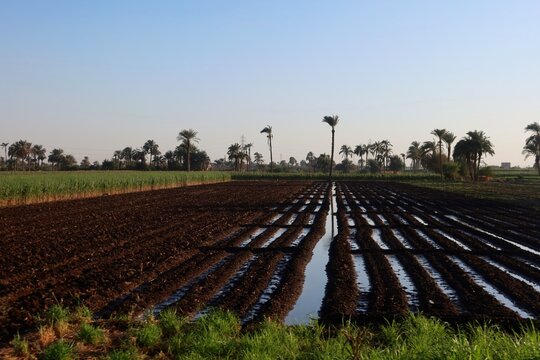 Green beautiful fields under the blue sky in Beni Sweif in Egypt