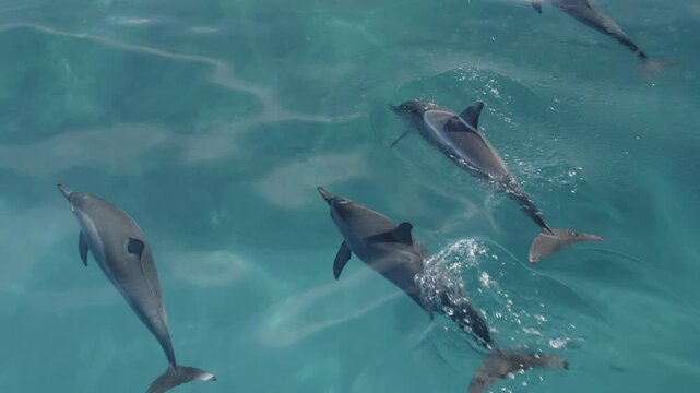 Spinner dolphins swim and play near a boat, Kauai, Hawaii