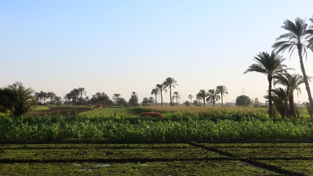 Green beautiful fields under the blue sky in Beni Sweif in Egypt