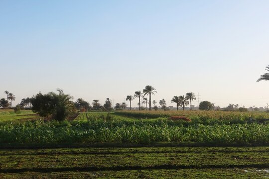 Green beautiful fields under the blue sky in Beni Sweif in Egypt
