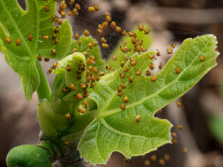 Real Camera Shot: Nest of European Garden Spiderlings, Araneus diadematus, in a Greenhouse (Non-AI)