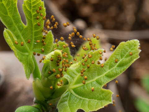 Real Camera Shot: Nest of European Garden Spiderlings, Araneus diadematus, in a Greenhouse (Non-AI)