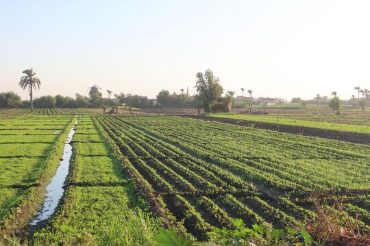 Green beautiful fields under the blue sky in Beni Sweif in Egypt