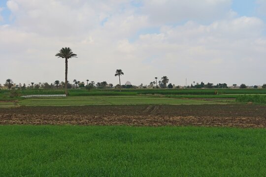 Green beautiful fields under the blue sky in Beni Sweif in Egypt