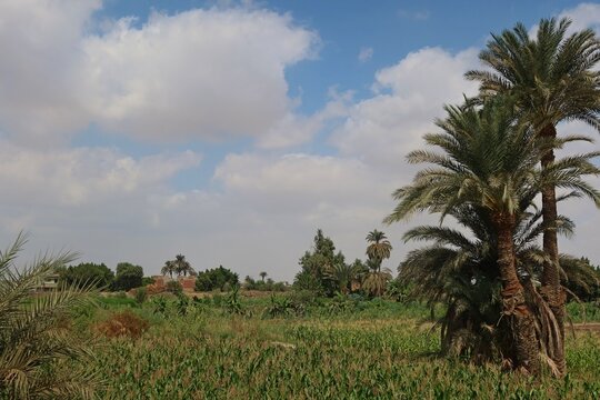 Green beautiful fields under the blue sky in Beni Sweif in Egypt