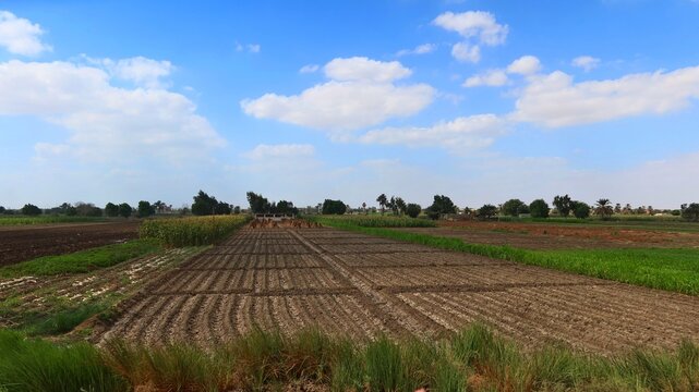 Green beautiful fields under the blue sky in Beni Sweif in Egypt