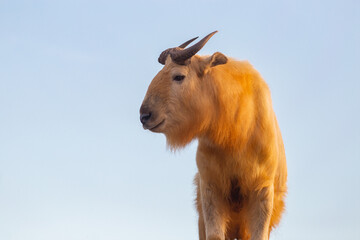 Profile portrait of Golden takin over blue sky © Willy Mobilo