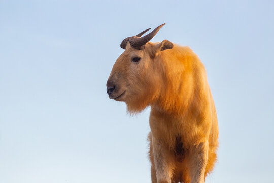 Profile portrait of Golden takin over blue sky