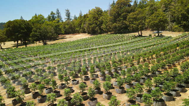 Aerial view of symmetrical rows of cultivated plants in pots contrasting with the wild, verdant trees in the background, Garberville, California, United States.