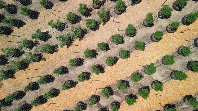 Aerial view of rows of vibrant green marijuana plants contrasting with the dry, golden soil under the clear sky, Garberville, California, United States.