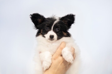 Fototapeta premium Person holding a tiny Papillon puppy against the sky