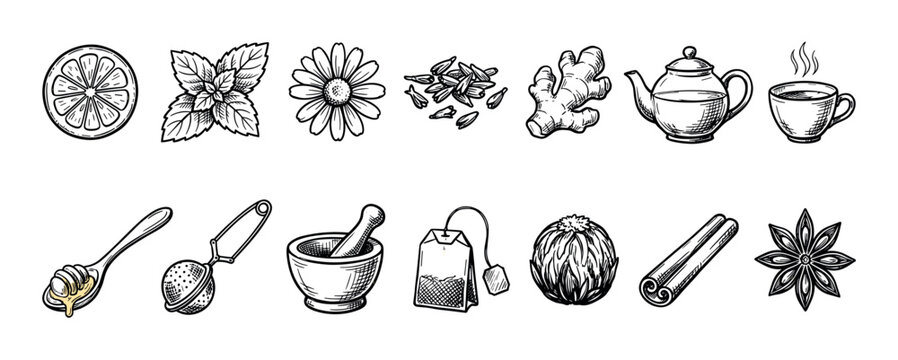 Hand-drawn sketch illustration set of tea ingredients including lemon, mint, chamomile, ginger, cinnamon, and star anise with a teapot, cup, and accessories in a vintage engraving style
