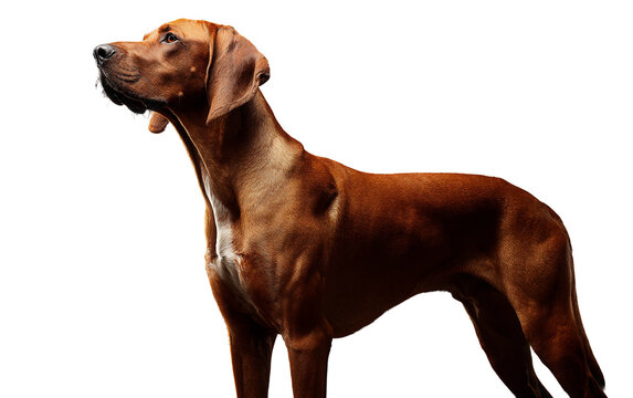 Artistic depiction of Redbone Coonhound in elegant stance showcasing natural beauty, strength, and refined canine structure for professional visual storytelling isolated on transparent background PNG