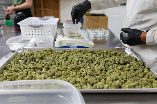 View of hands in black gloves carefully weighing cannabis buds, set against the sterile backdrop of a processing lab, Garberville, California, United States.