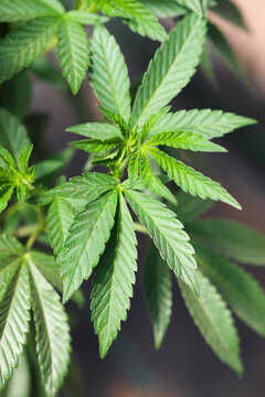 View of vibrant cannabis leaves basking in soft light, their intricate patterns creating a mesmerizing display of nature's artistry, Garberville, California, United States.