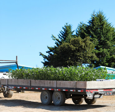 View of a flatbed trailer loaded with lush green plants under a clear blue sky, contrasting against the earth-toned ground, Garberville, California, United States.