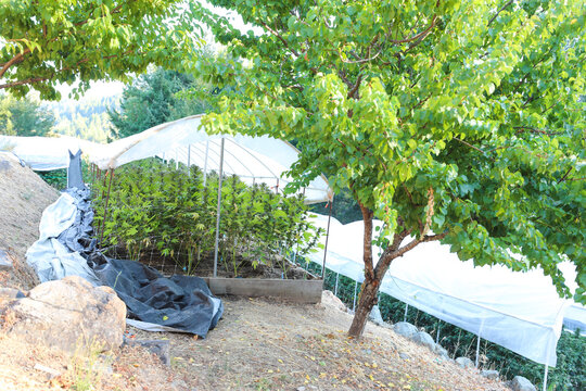 View of sun-drenched greenhouses nestled on a hillside, brimming with lush greenery under the shade of trees, a tranquil scene, Garberville, California, United States.