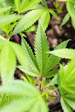 View of vibrant green cannabis leaves reach upwards, a tapestry of textures and life under the sun's gentle embrace, Garberville, California, United States.