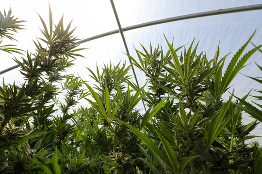 View of vibrant cannabis plants reach for the light under the translucent roof, a symphony of green and white in Garberville, California, United States.