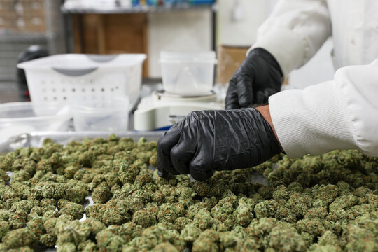 View of gloved hands carefully sort through a sea of green cannabis buds, with a scale in the background, in Garberville, California, United States.