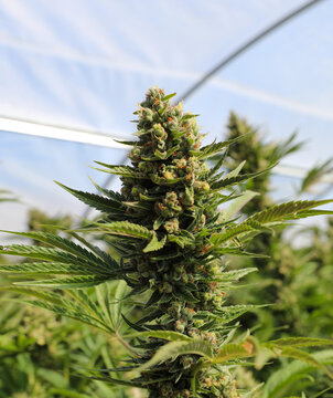 View of a vibrant cannabis plant, bursting with life under the diffused light of a greenhouse, displaying a tapestry of green hues, Garberville, California, United States.